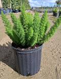 10" Fern Asparagus Foxtail  